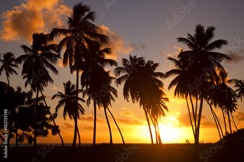 Colorful Caribbean Sunset And Palm Trees, Antigua