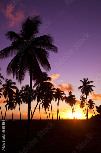 Caribbean Palm Tree Sunset  Antigua