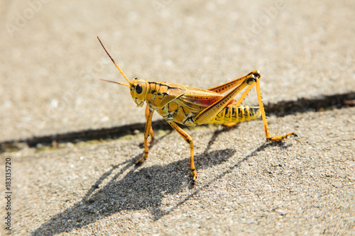 yellow locust casting shadow © J.A.