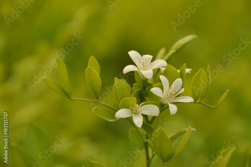 leaf flower
