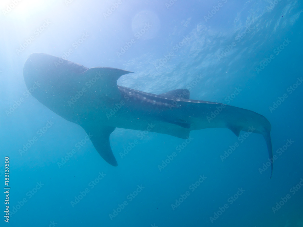 Whale shark oslob, cebu, philippines. 