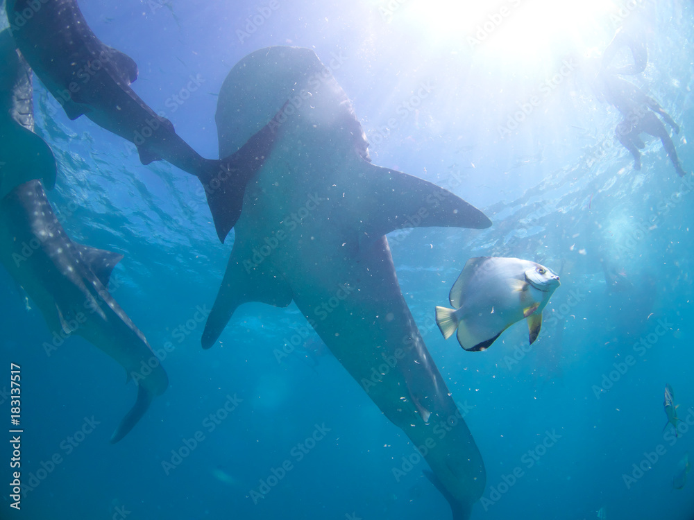 Fototapeta premium Whale shark oslob, cebu, philippines. 