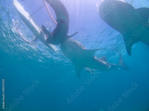 Fototapeta Naklejka Na Ścianę i Meble -  Whale shark oslob, cebu, philippines. 