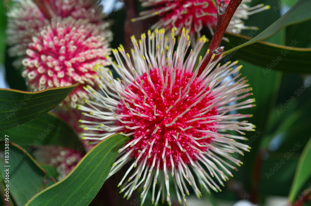 Flower of Pincushion Hakea (Hakea Laurina) Australian native plant