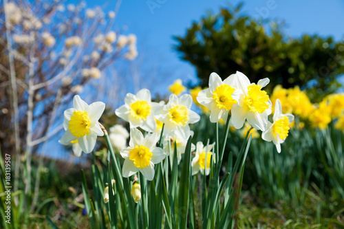 Fototapeta Naklejka Na Ścianę i Meble -  Yellow daffodils on garden in early spring