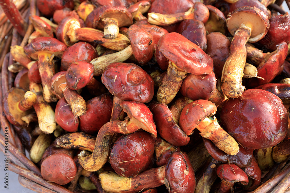 bunch of fresh mushrooms in basket for sale
