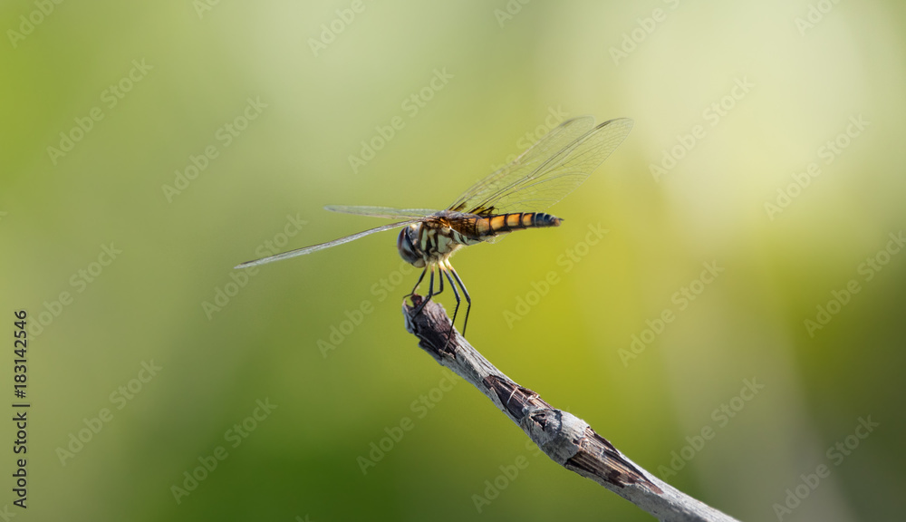 Dragonfly perched on a branch on a sunny day Dragonfly perched on a branch on a sunny day