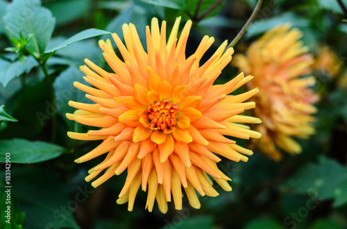 Fototapeta Naklejka Na Ścianę i Meble -  dahlia flower