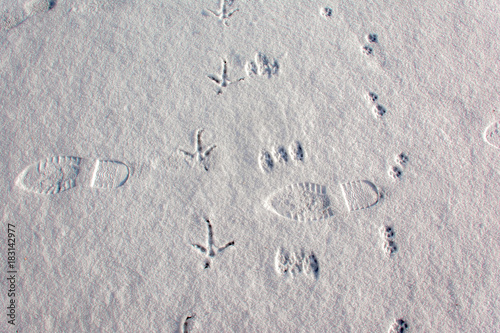 Animal tracks