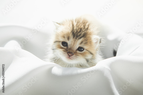 Cute kitten sitting on white fabric under sunlight