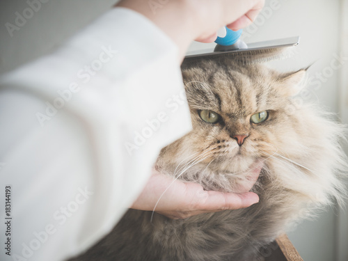 Asian woman using a comb brush the Persian cat