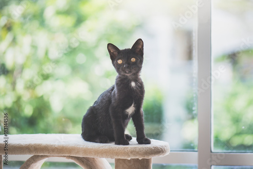 Cute Black kitten sitting on cat tower