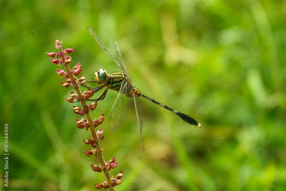 Army Dragonfly Army Dragonfly