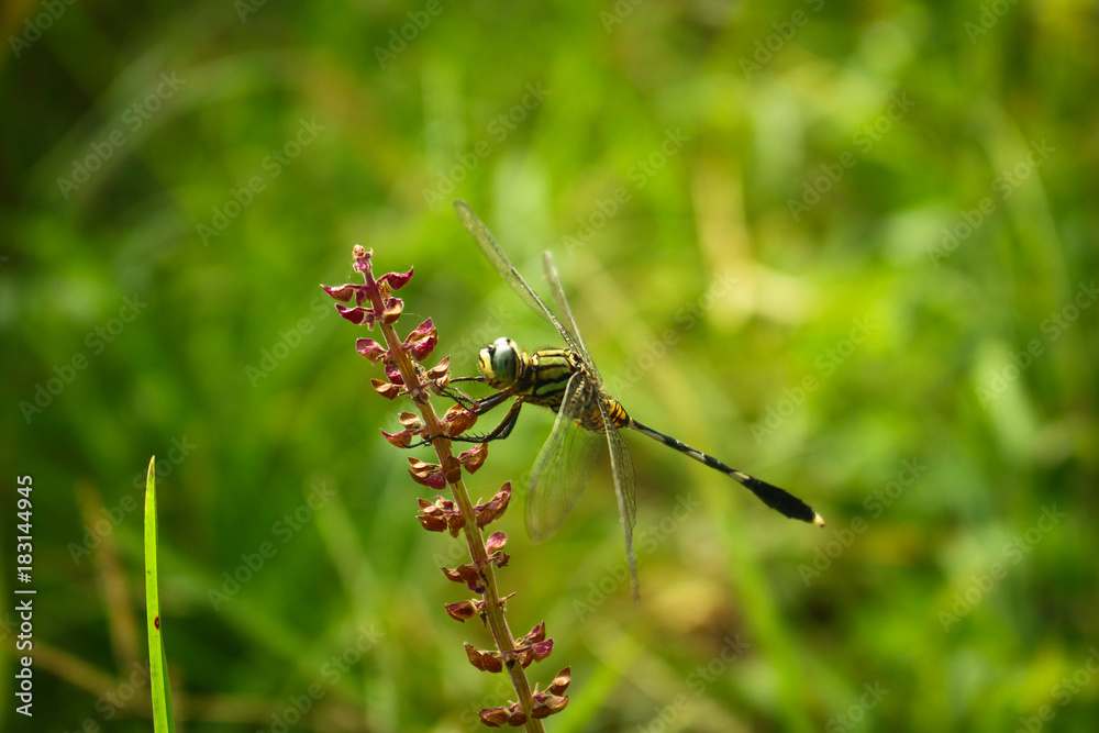 Army Dragonfly Sitting on Flower Army Dragonfly Sitting on Flower