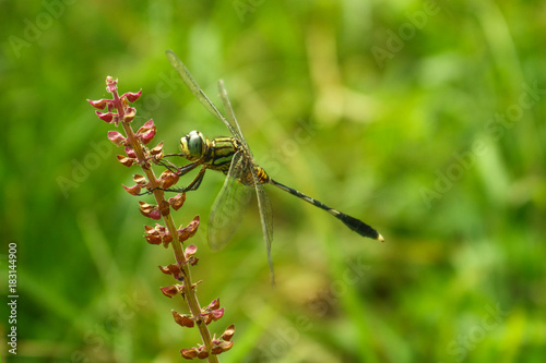 Army Dragonfly