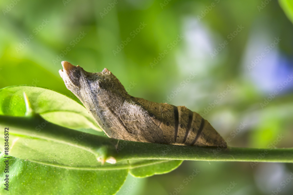 The pupa of butterfly (Lime butterfly) on lemon tree. The pupa of butterfly (Lime butterfly) on lemon tree.