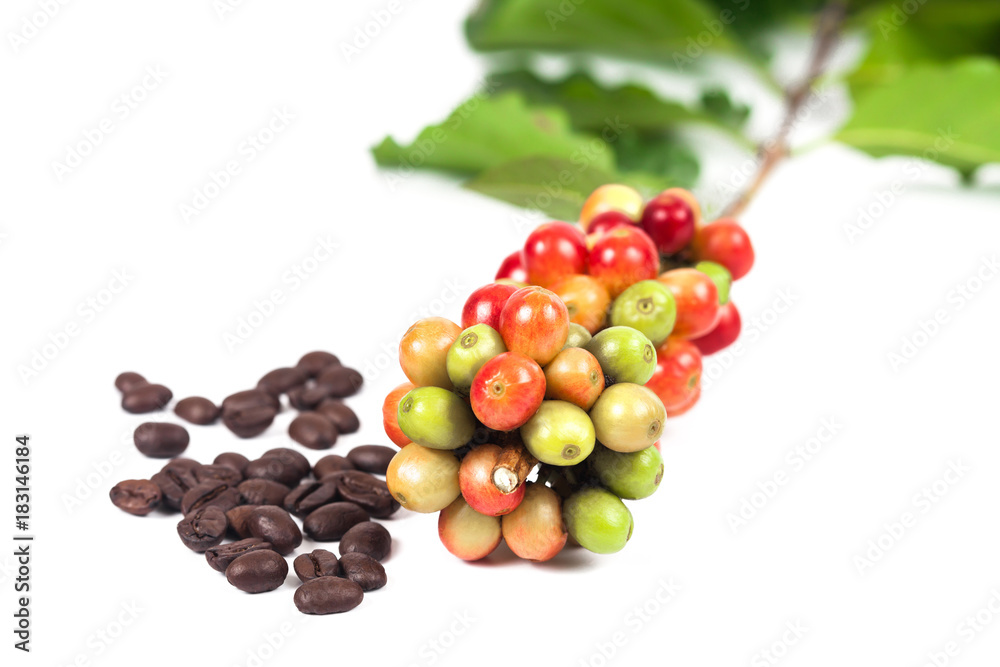 fresh coffee beans and dry coffee beans on white background ,concept food and drink.