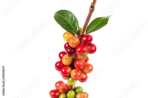 fresh coffee beans on white background ,concept food and drink.