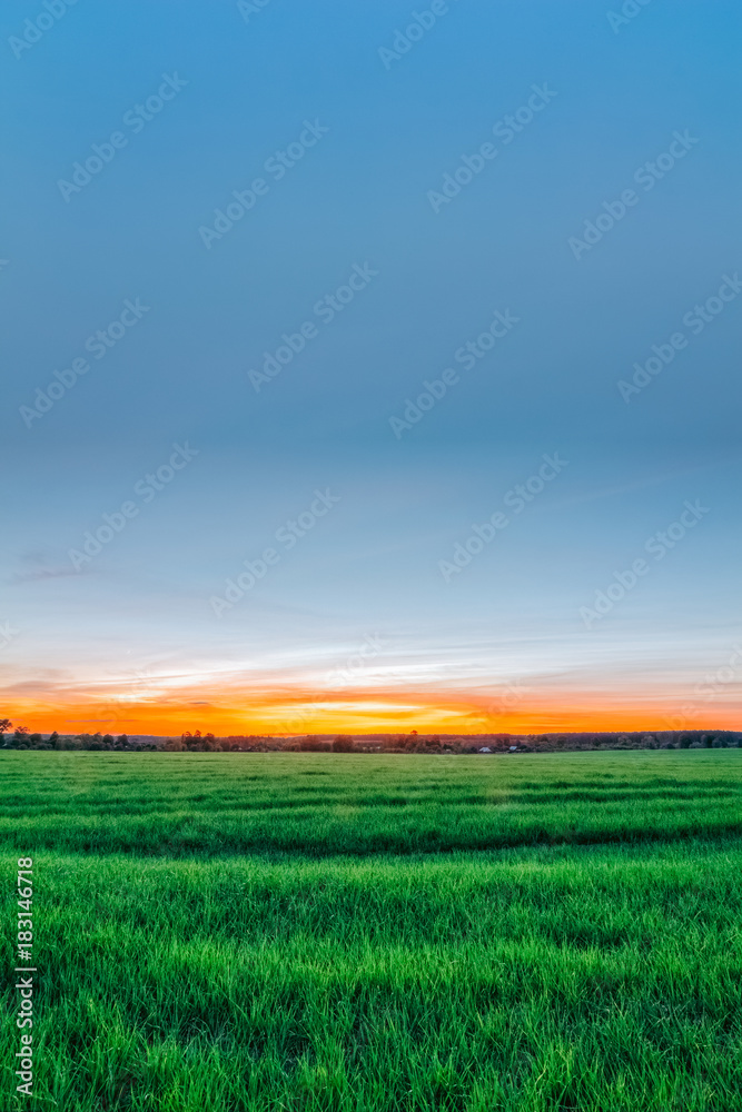 Young wheat in the field on a sunset background