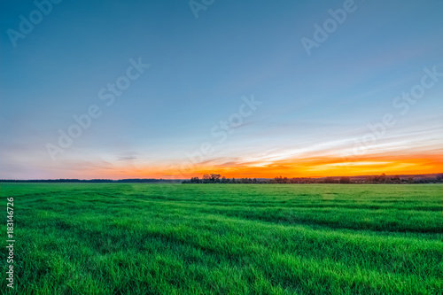 A sunset orange sky over a field of wheat