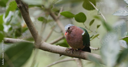 Fotografie Pink neck green pigeon on tree bark