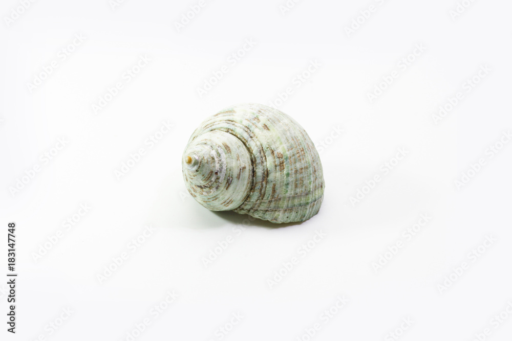 old shell on white background. old shell on white background.
