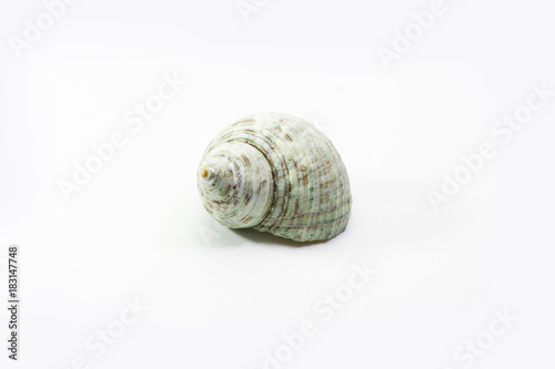 old shell on white background.