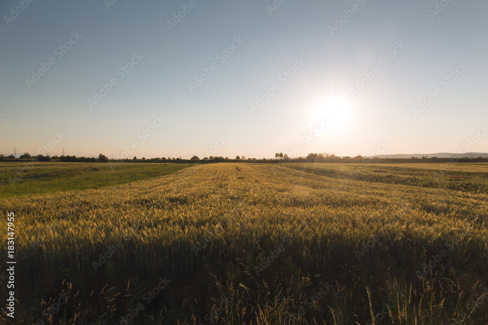 Sunset in Europe in a wheat field. Beautiful landscape at autamn