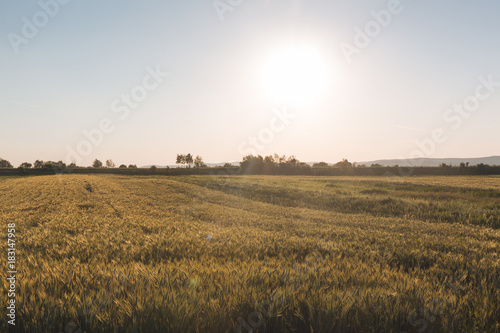Sunset in Europe in a wheat field. Beautiful landscape at autamn
