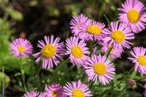 purple aster in the summer