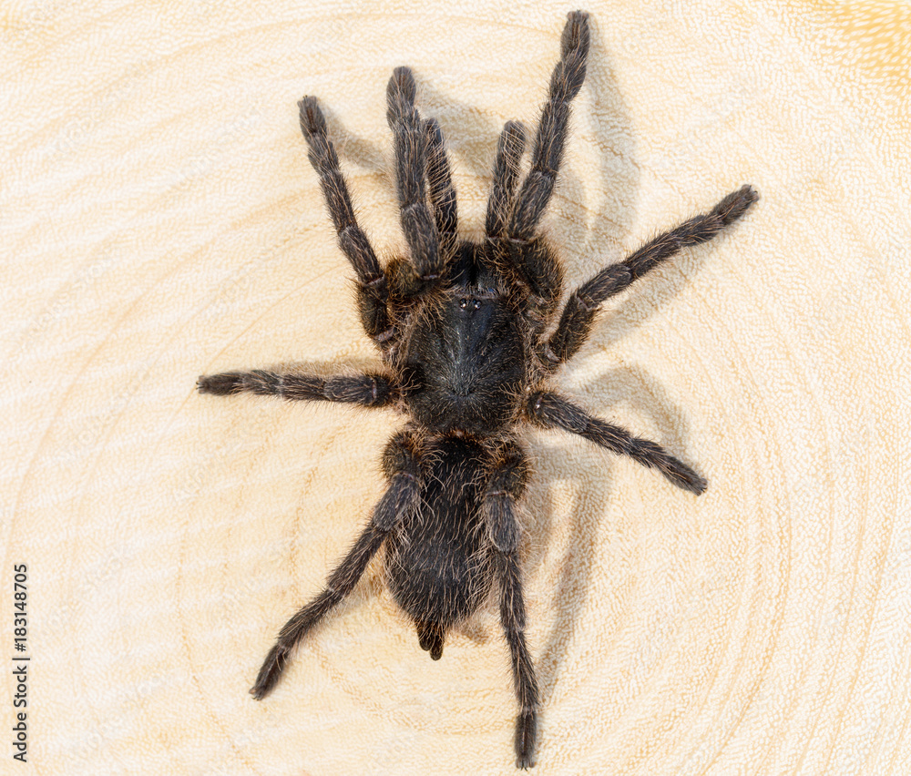 The spider on wooden background. The spider on wooden background.