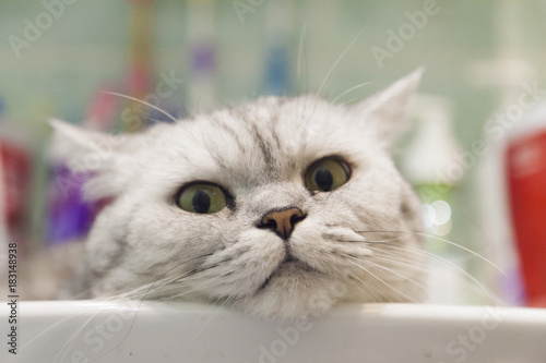 Cat in a sink