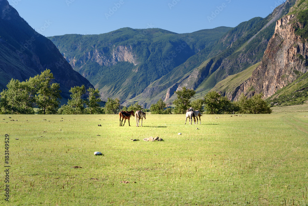 Horses grazing on the green meadow in Valley of Chulyshman river at the morning. Altai Republic. Russia Horses grazing on the green meadow in Valley of Chulyshman river at the morning. Altai Republic. Russia