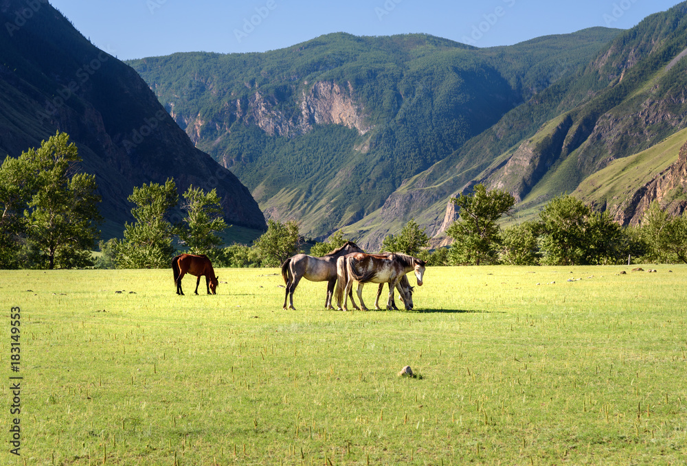Horses grazing on the green meadow in Valley of Chulyshman river at the morning. Altai Republic. Russia