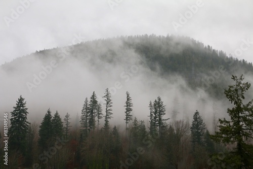 Woodland Fog © Dani
