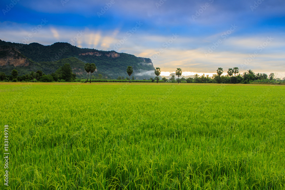 Landscape of rice field in the countryside of Thailand.