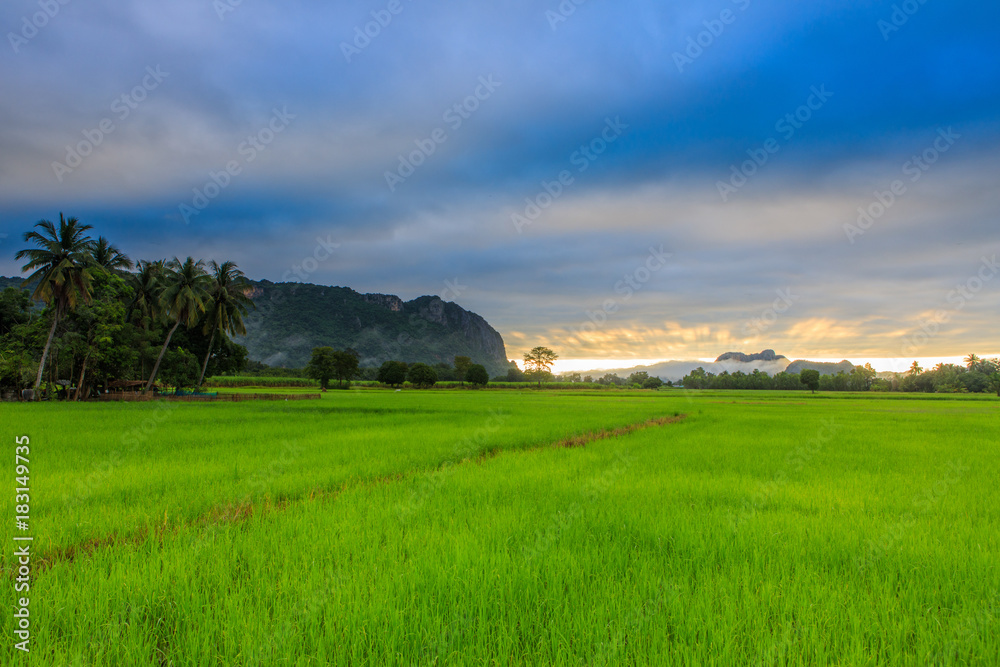Landscape of rice field in the countryside of Thailand. Landscape of rice field in the countryside of Thailand.