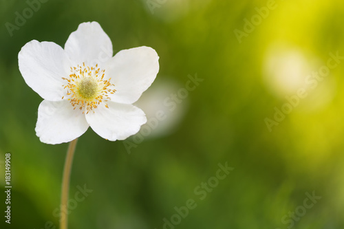 A lone white anemone flower on a blurred green background. Selective focus