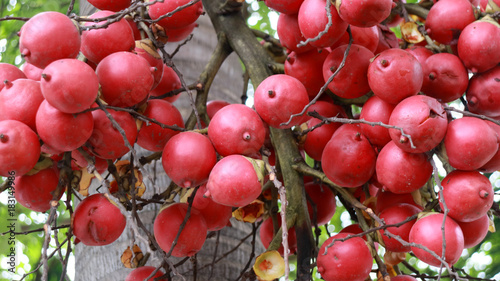 Red palm fruit on tree. photo