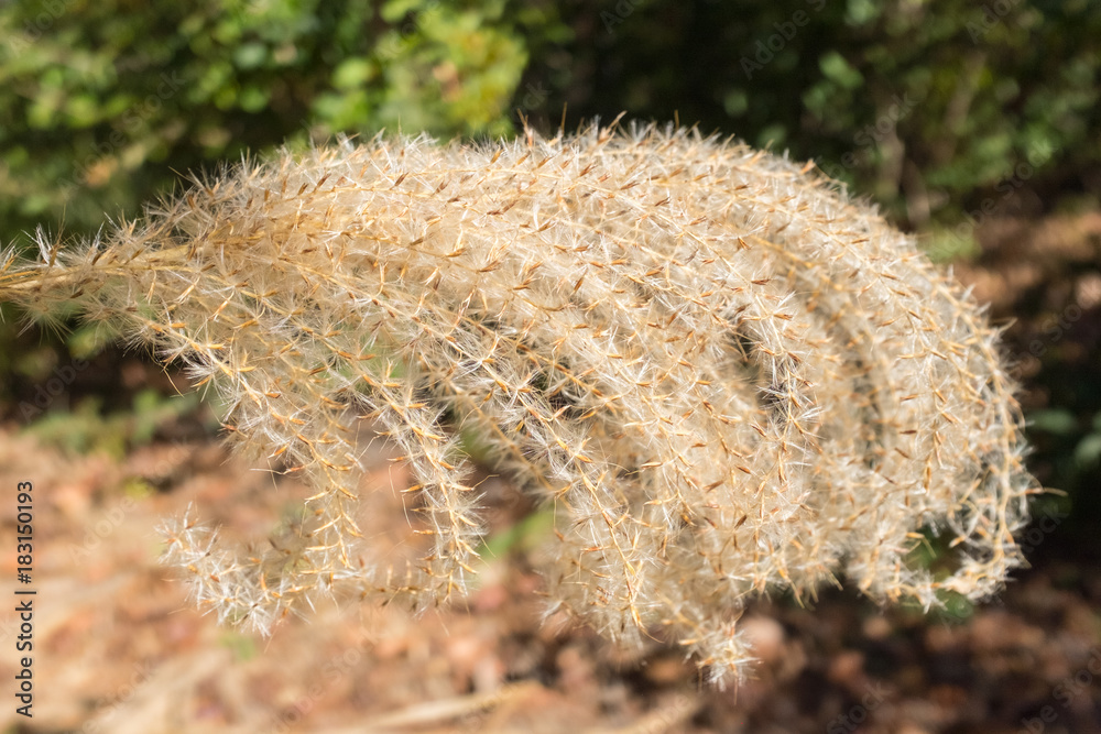 Φωτογραφία Top of pampas grass ornamental plant at Barber Motorsports Park in Brimingham, A