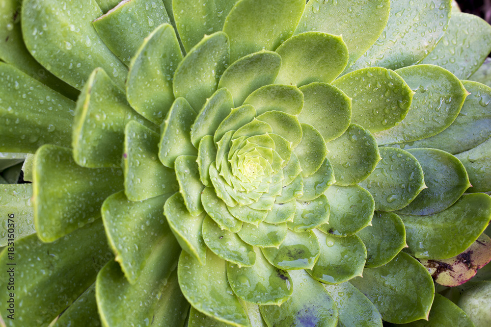 Echeveria