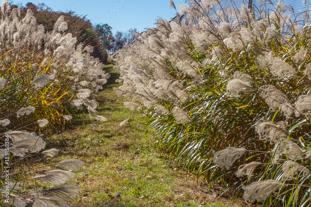 A hidden path between rows of pampas grass on the property of Barber Motorsports Park in Birmingham, Alabama, USA A hidden path between rows of pampas grass on the property of Barber Motorsports Park in Birmingham, Alabama, USA