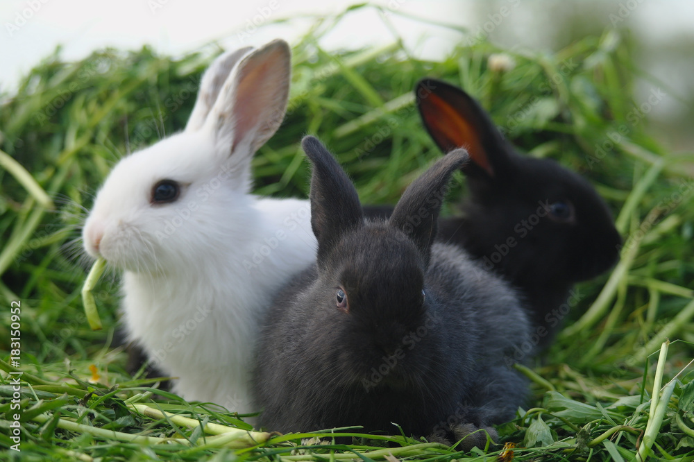 Black and white baby rabbits on green grass Black and white baby rabbits on green grass