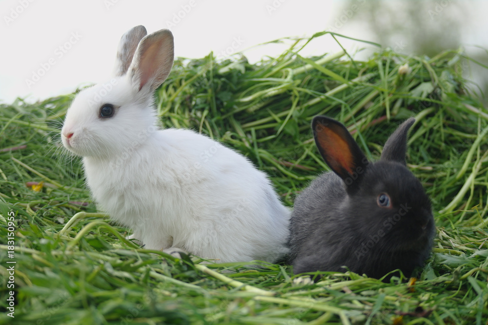Black and white baby rabbits on green grass Black and white baby rabbits on green grass
