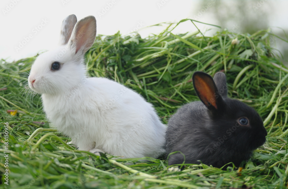 Black and white baby rabbits on green grass Black and white baby rabbits on green grass