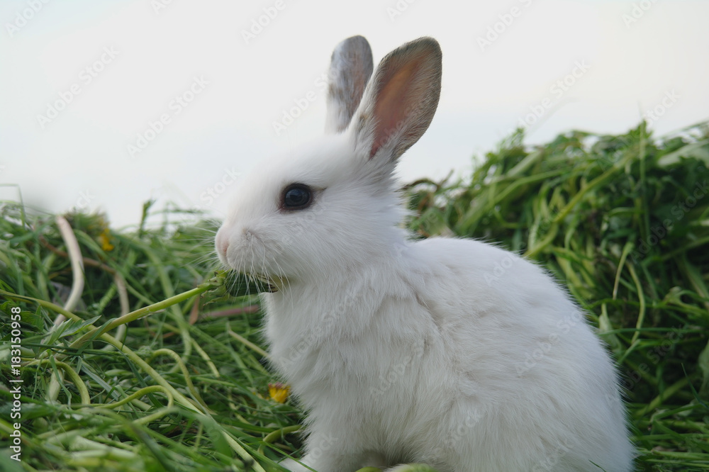 white baby rabbits on green grass white baby rabbits on green grass