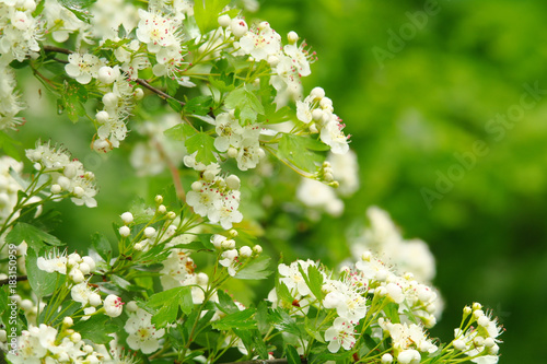 Beautiful branch of a blossoming hawthorn