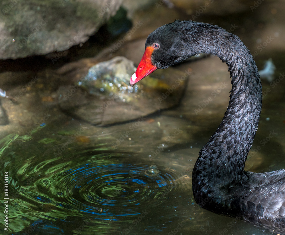 Fototapeta premium Black Plumage with a Deep Red Bill on a Black Swan Swimming in a Pond with Blue Ripples