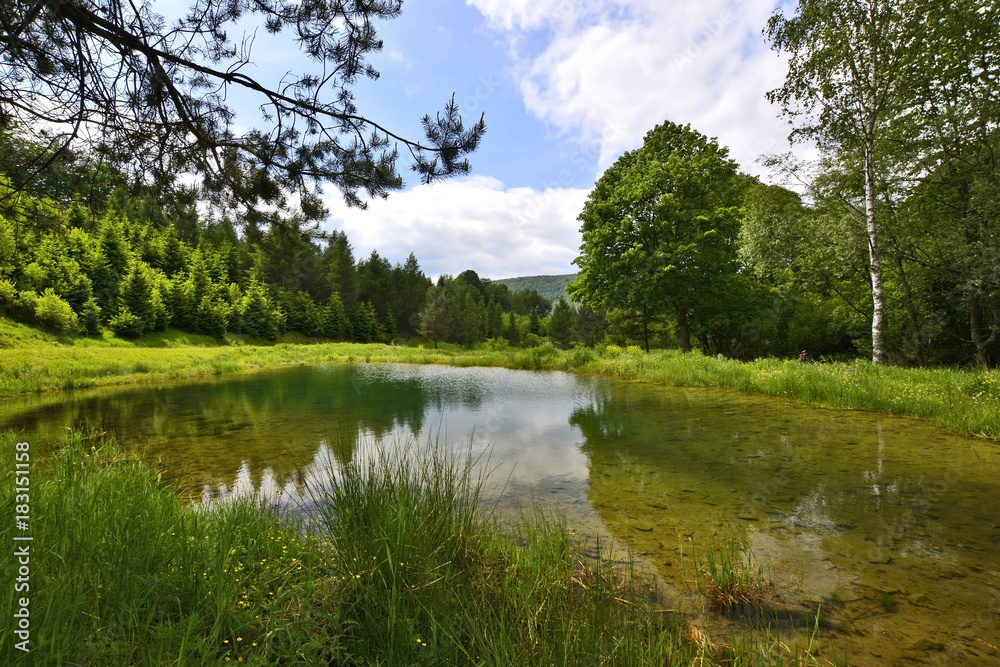 Pond in the forest at summer.