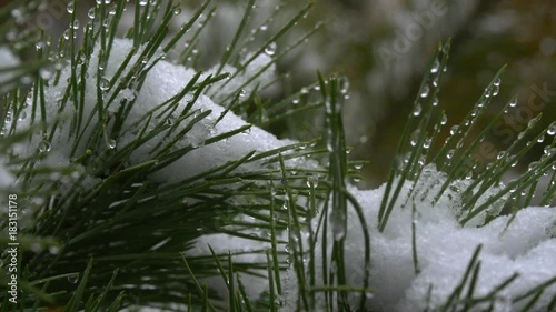 The first November snow on the green leaves. Early winter. Beautiful background. photo